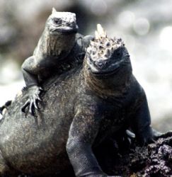 Marine Iguanas. Galapagos, 2005. by Chris Wildblood 